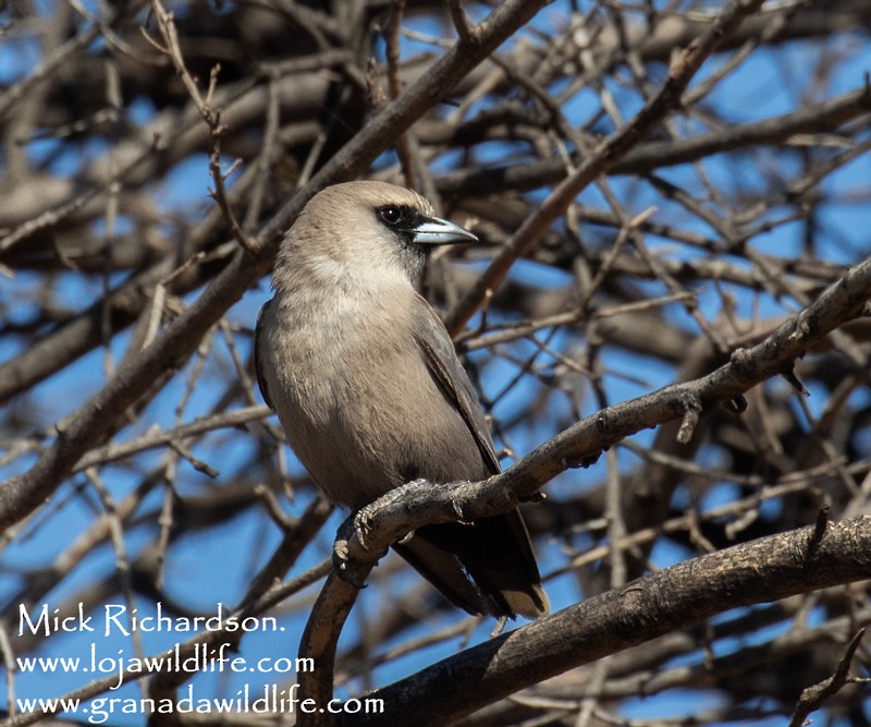 Black-faced Woodswallow - ML504348551