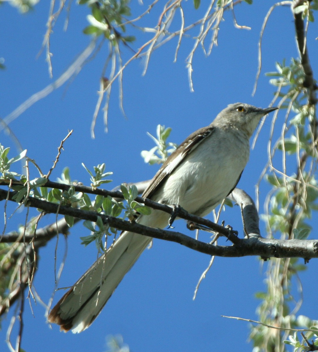 Northern Mockingbird - ML50434871
