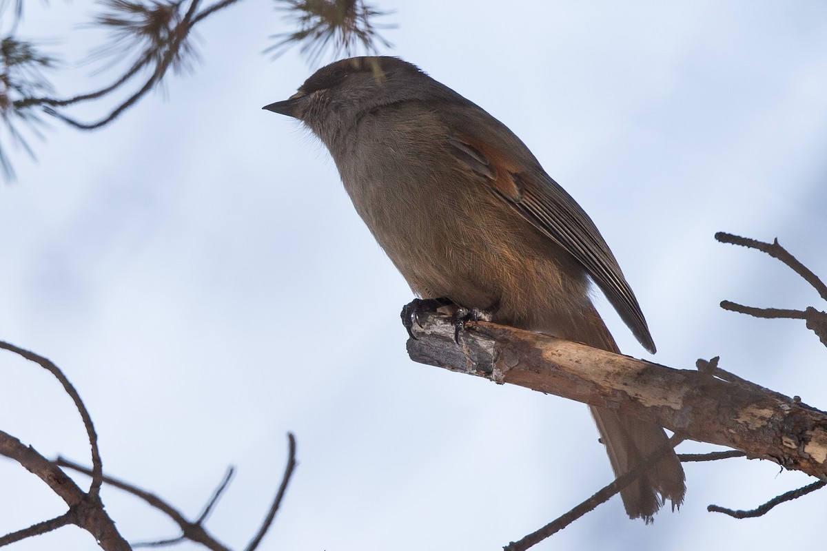 Siberian Jay - ML504349001