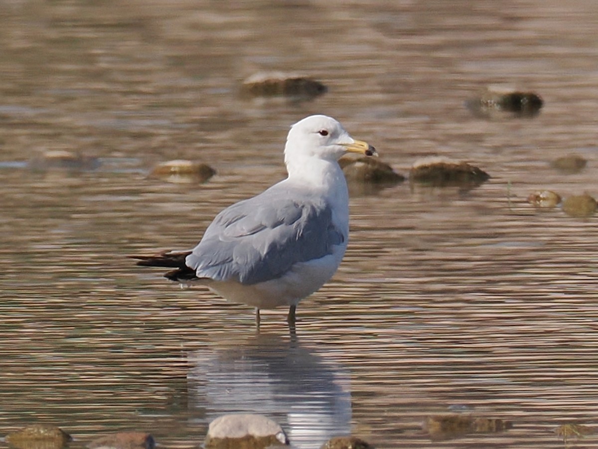 California Gull - ML504350411