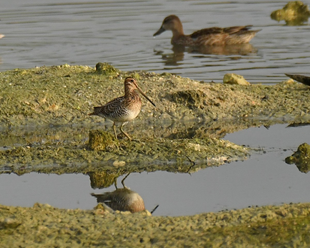 Wilson's Snipe - ML504350891