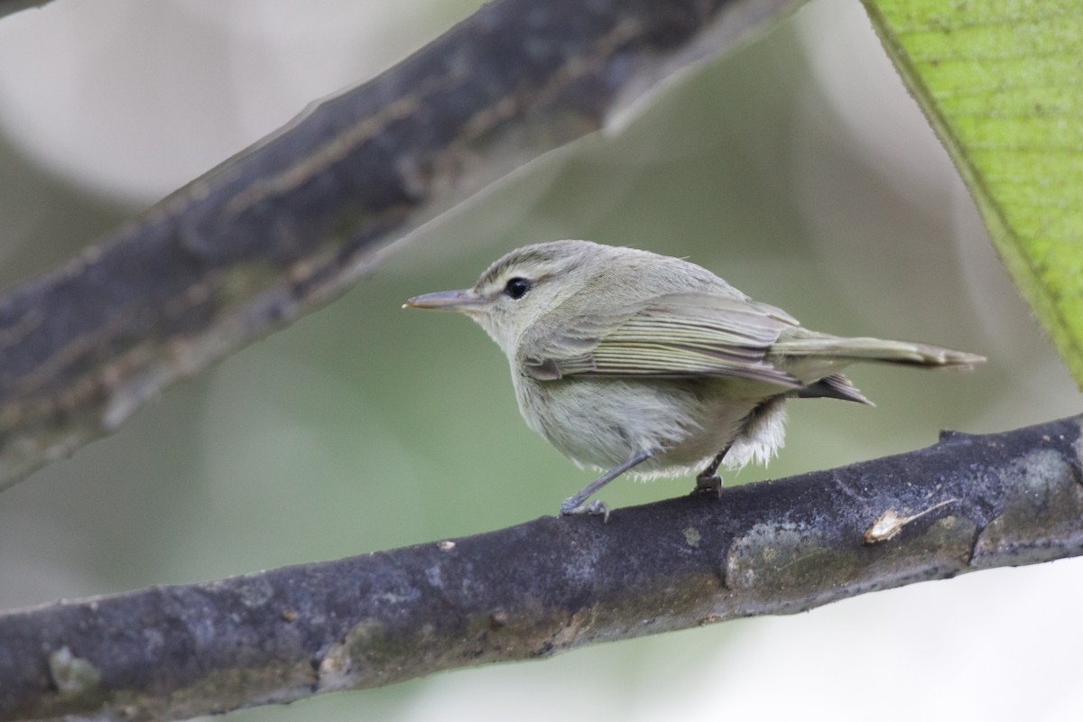 Noronha Vireo - ML504351131