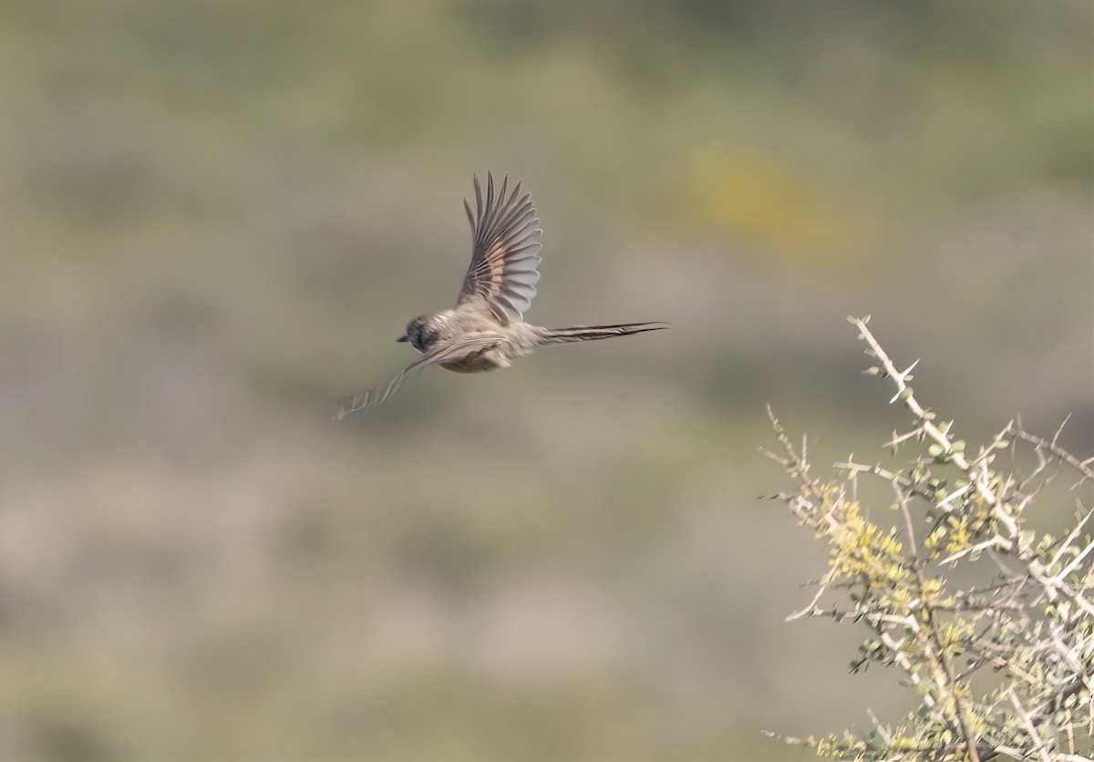 Plain-mantled Tit-Spinetail - ML504351251