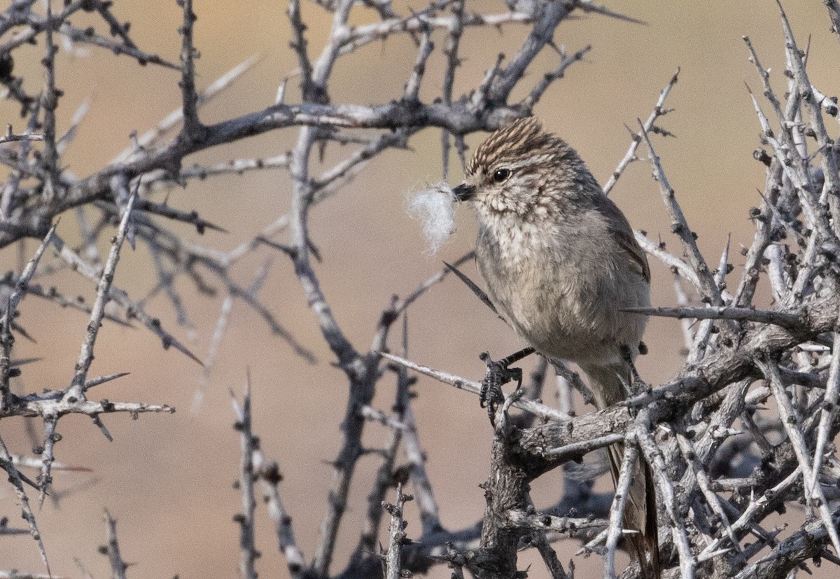 Plain-mantled Tit-Spinetail - ML504351271