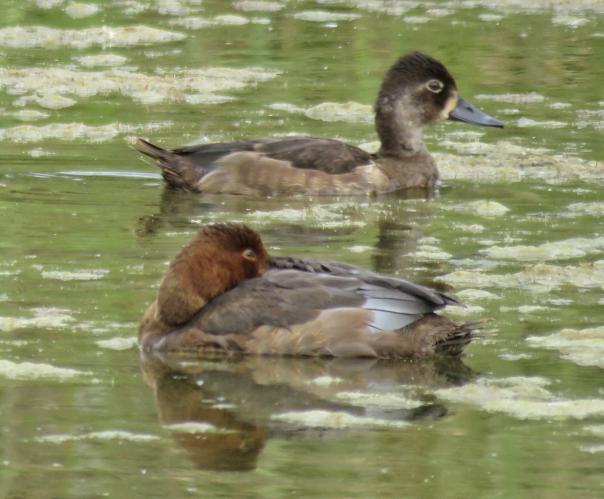 Ring-necked Duck - ML504351811