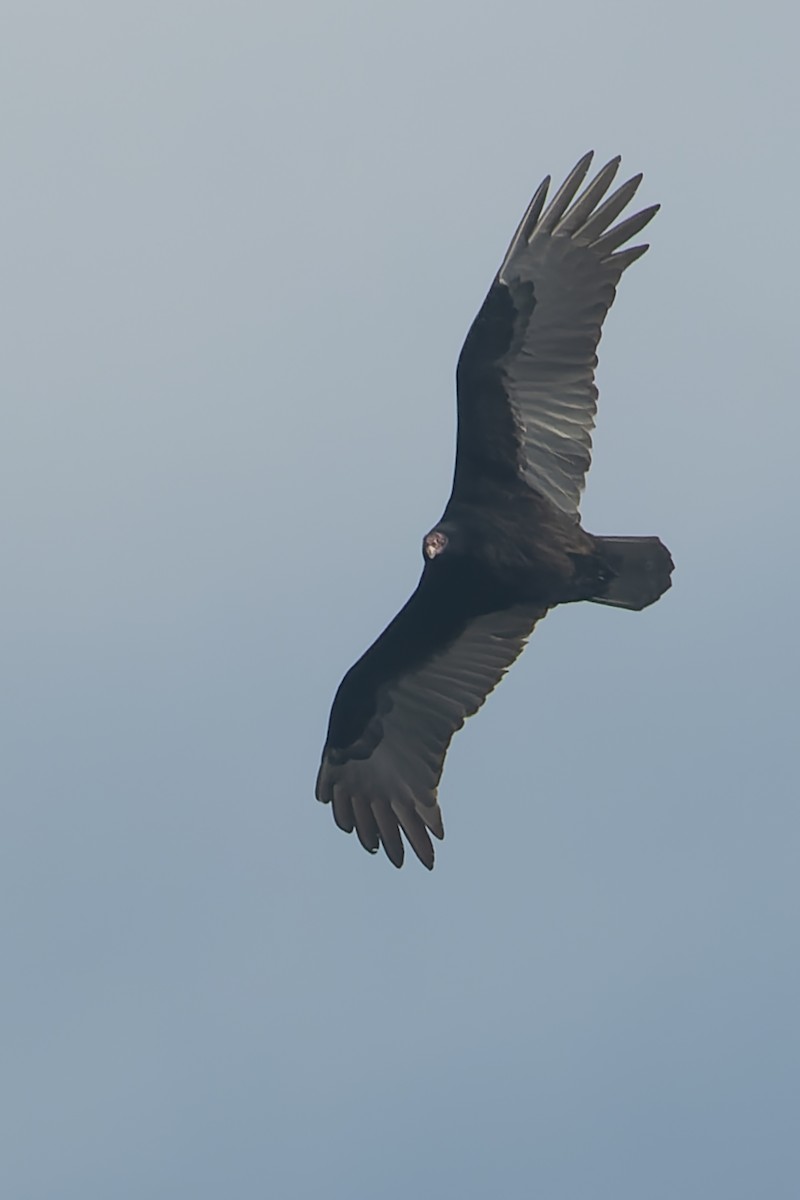 Turkey Vulture - ML504353661