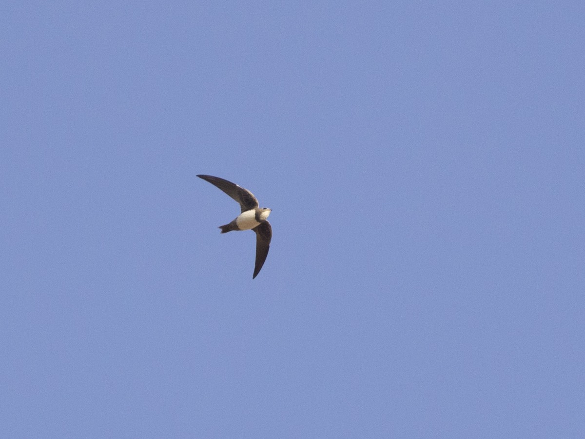 Alpine Swift - ML504353971