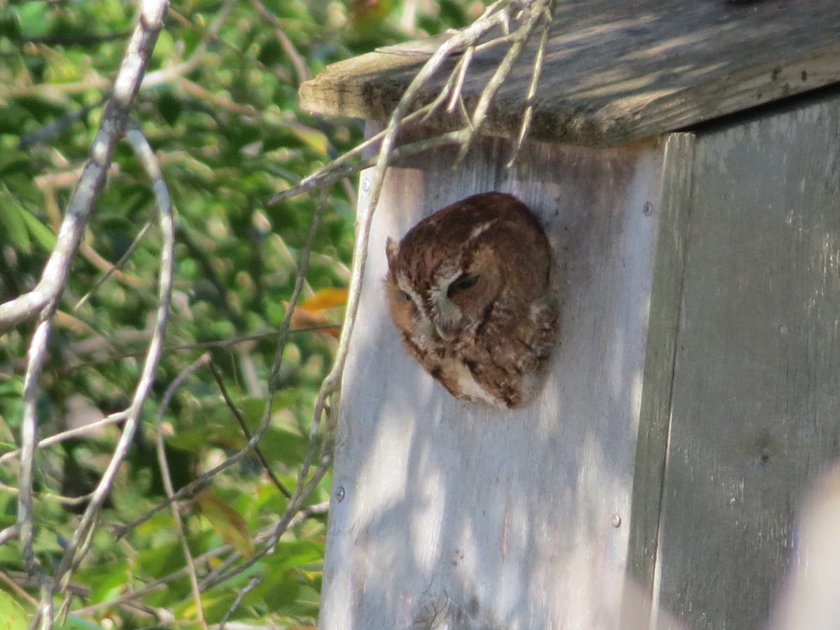 Eastern Screech-Owl - ML504356131