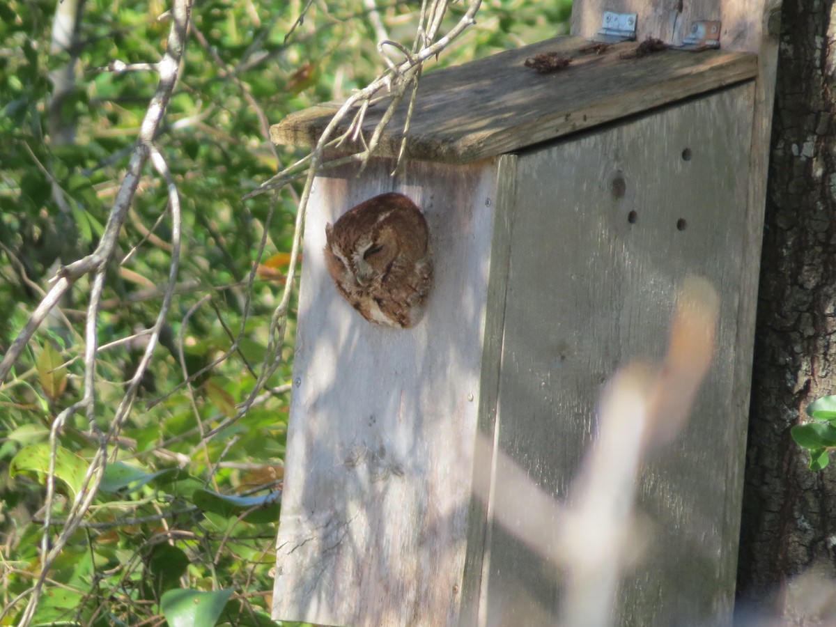 Eastern Screech-Owl - ML504356141