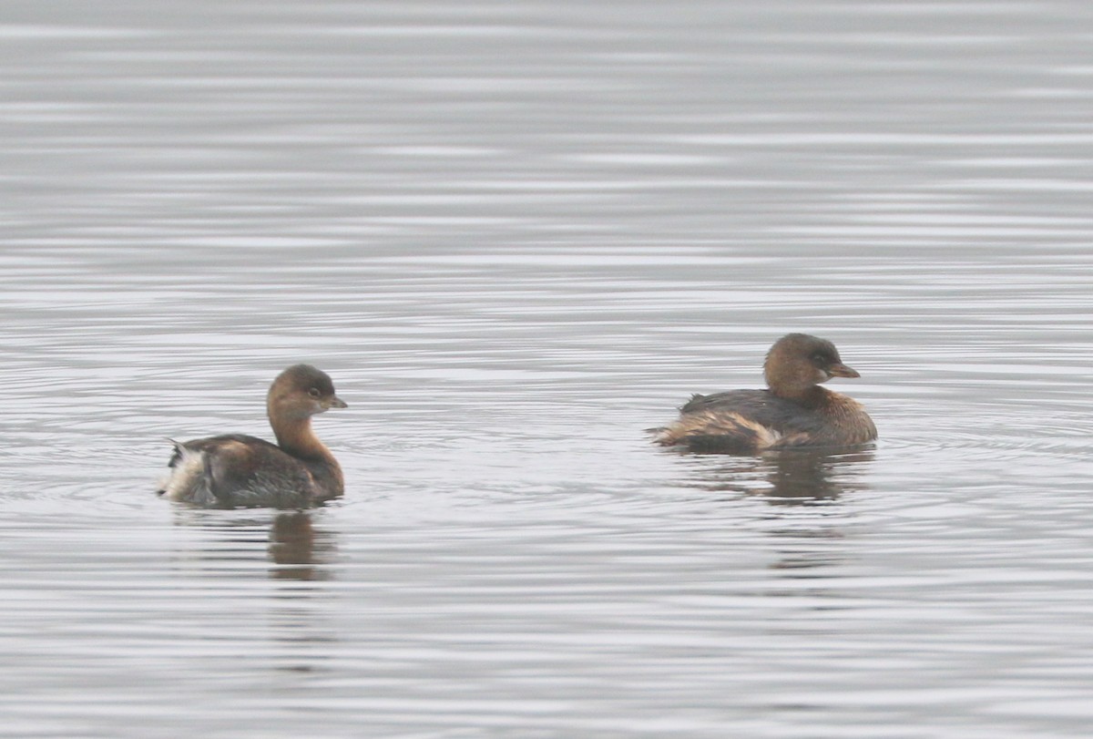 Pied-billed Grebe - ML504356151