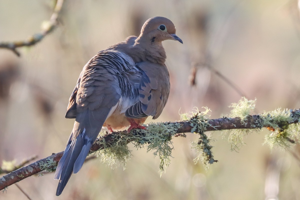 Mourning Dove - ML504356241