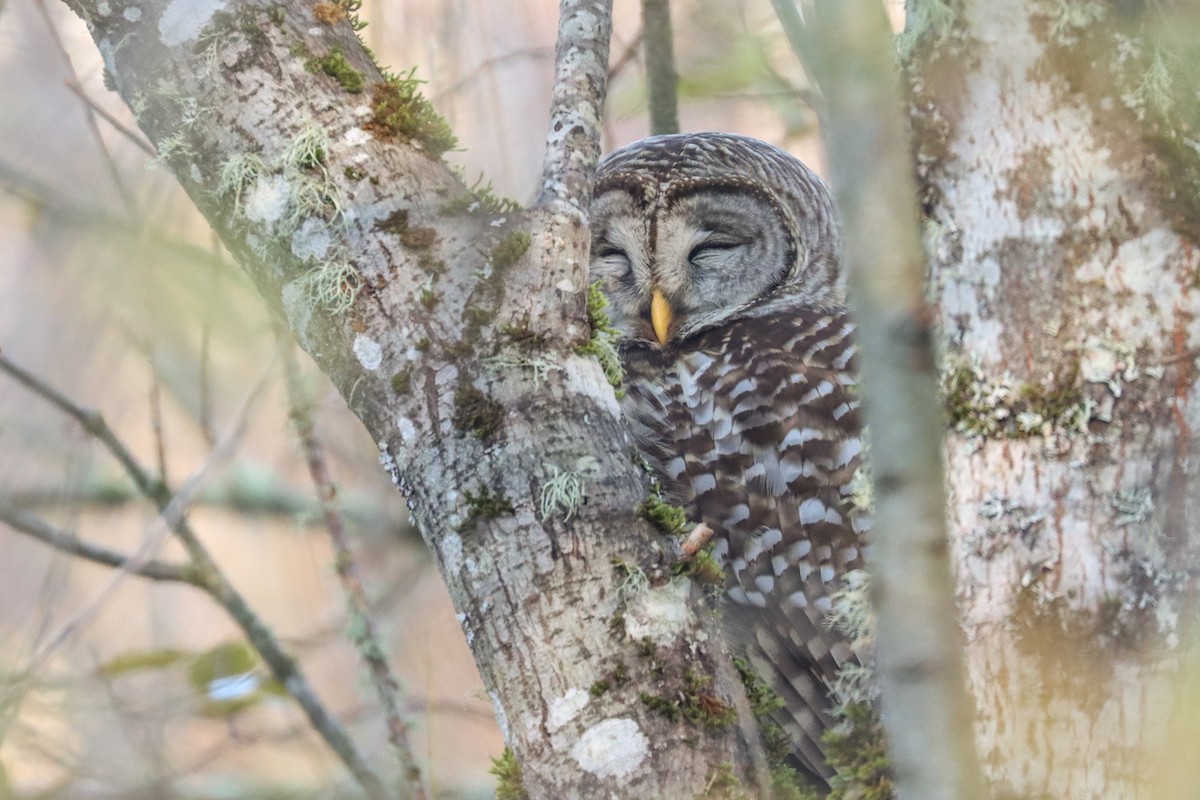 Barred Owl - ML504356261