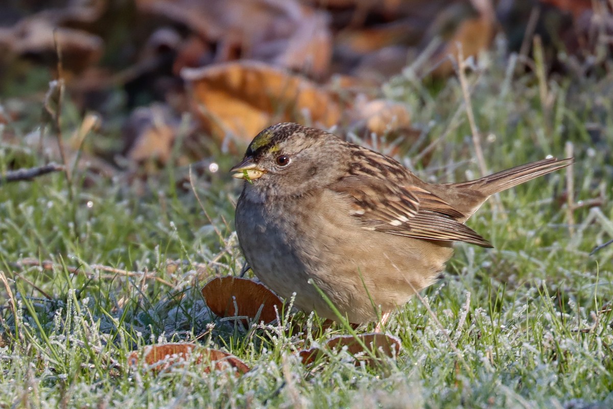Golden-crowned Sparrow - ML504356361