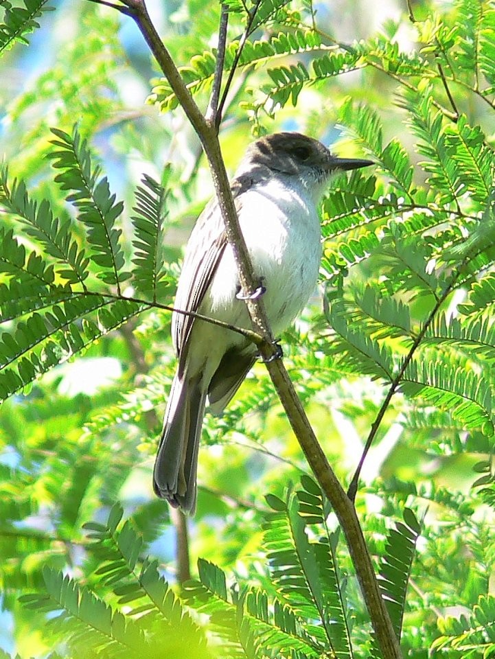 La Sagra's Flycatcher - ML504357391