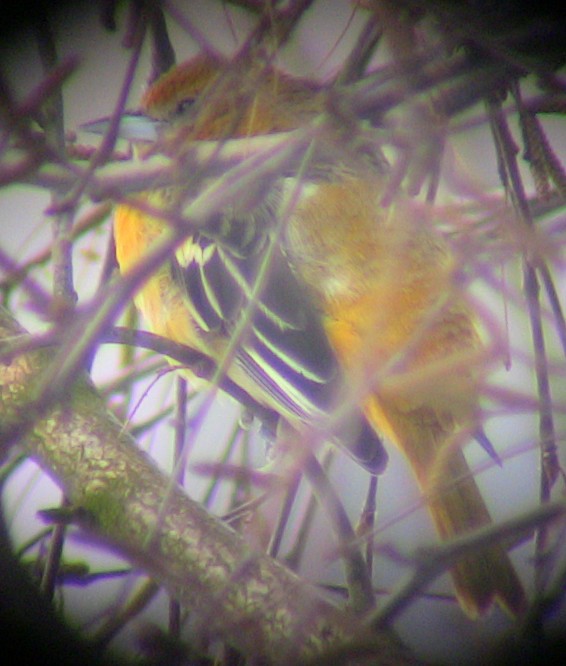 Baltimore Oriole - ML504360321