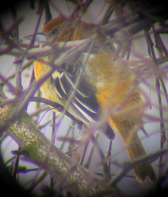 Baltimore Oriole - ML504360331
