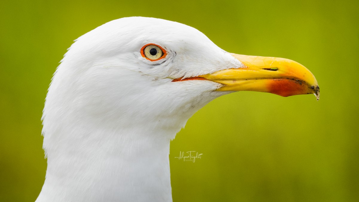 Yellow-legged Gull - Alper Tüydeş