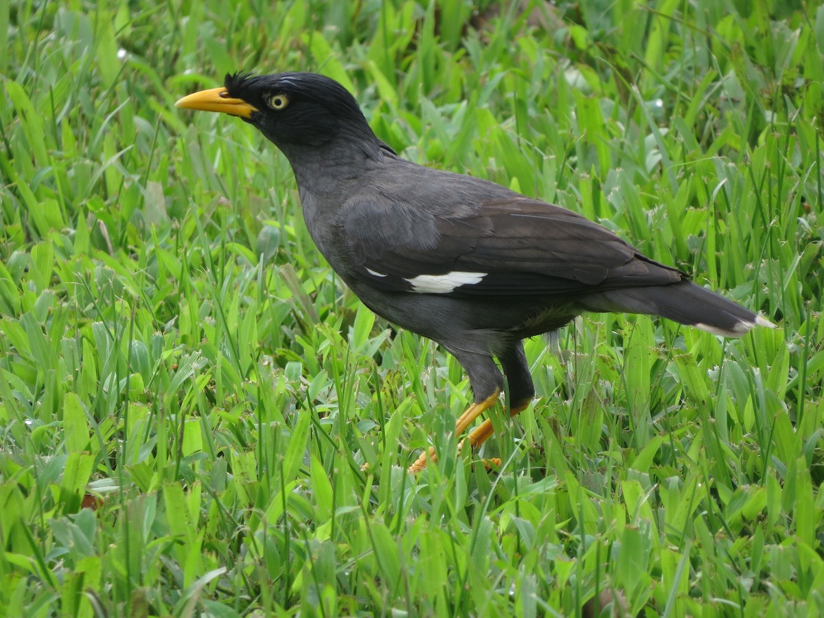 Javan Myna - Sze On Ng (Aaron)