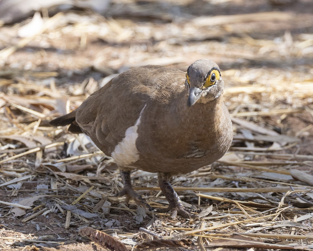 Partridge Pigeon - ML504362691