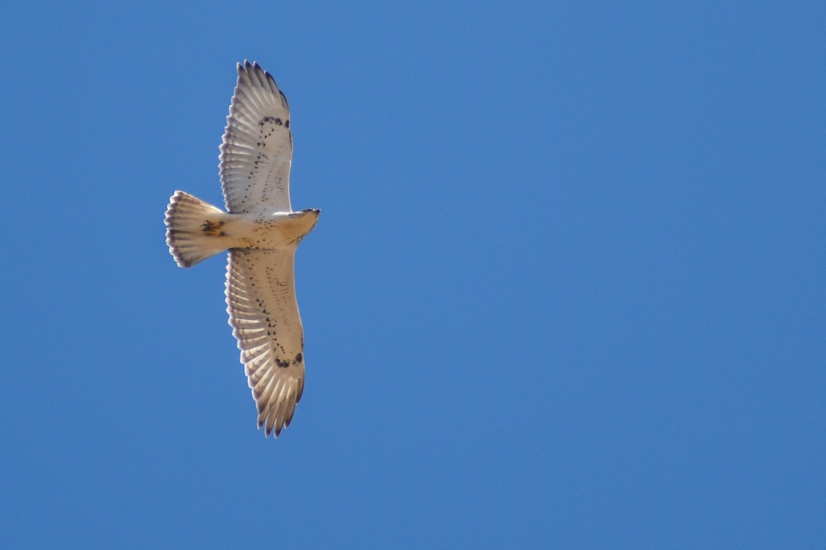 Ferruginous Hawk - Eric Konkol