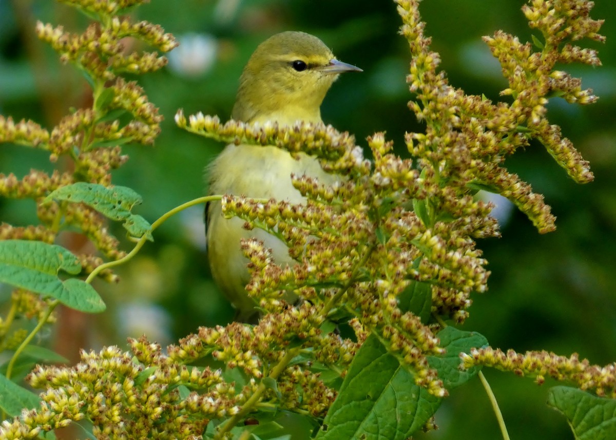 Tennessee Warbler - ML504364491