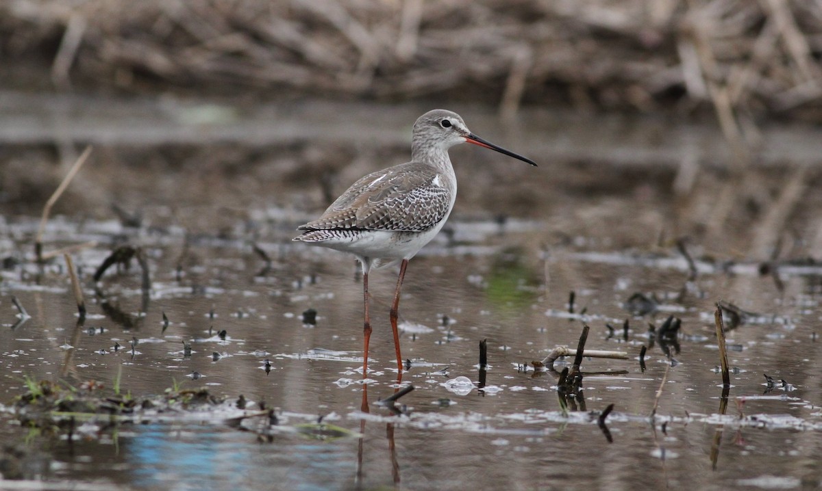 Spotted Redshank - ML504367141