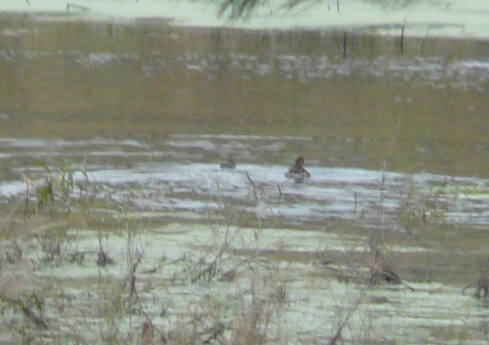 Pied-billed Grebe - ML504368401