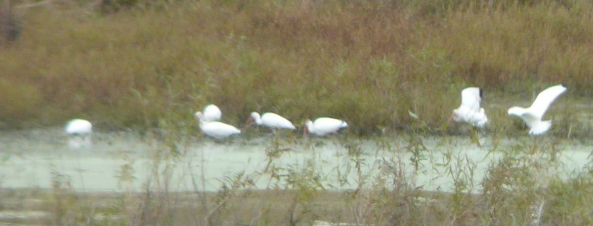 White Ibis - ML504368431