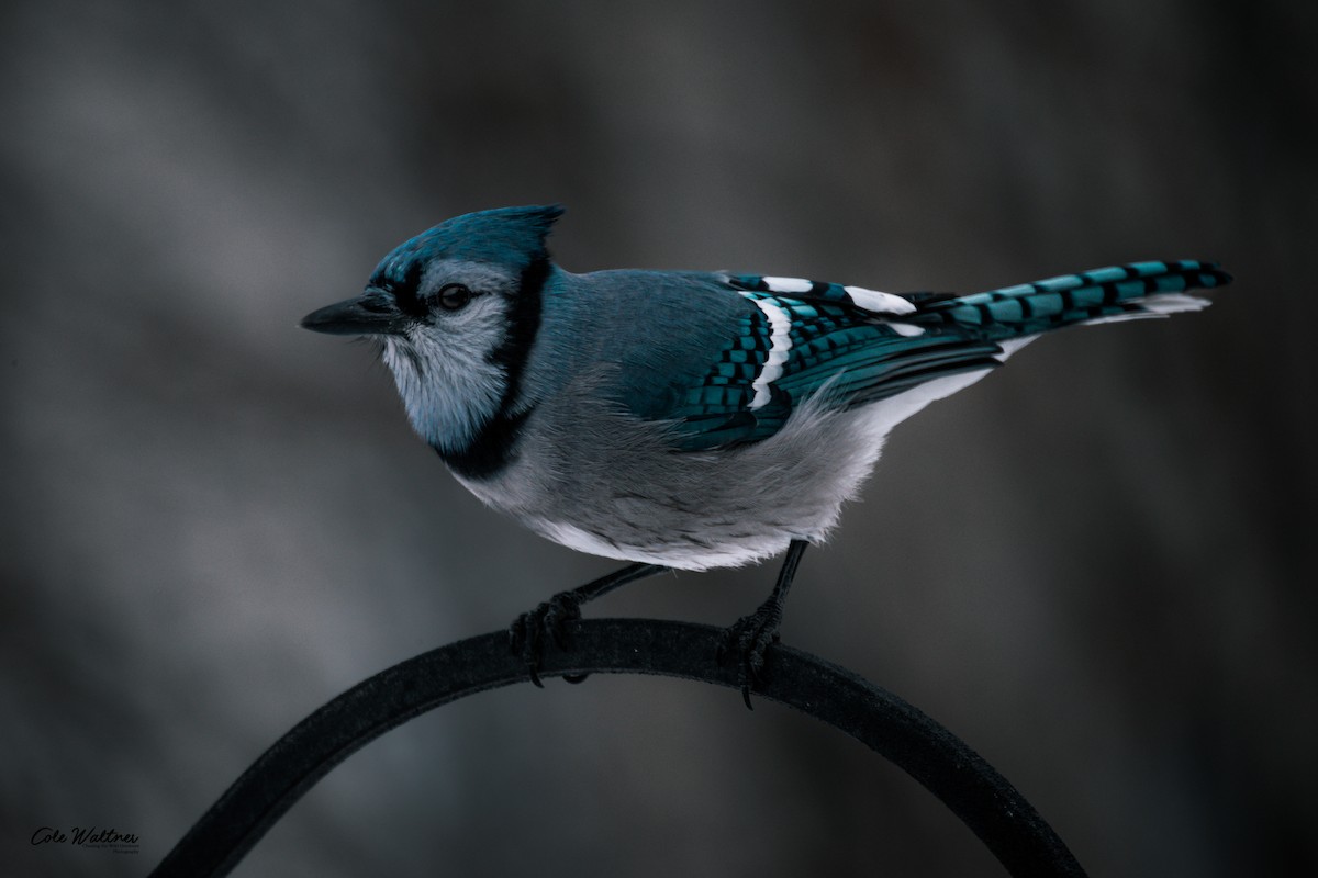 Blue Jay - Cole Waltner