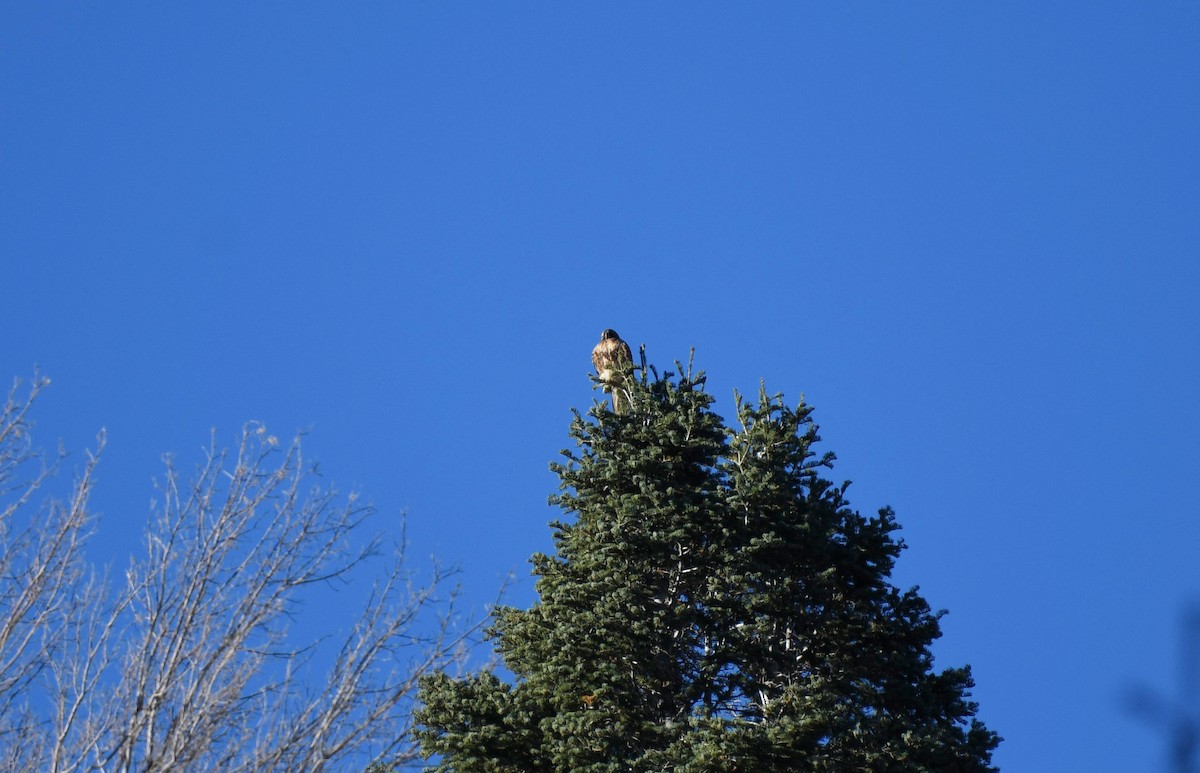 Red-tailed Hawk - ML504370551