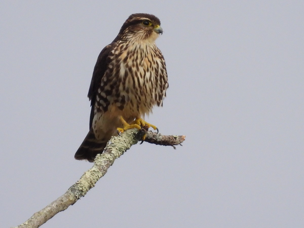 Merlin - ML504371161