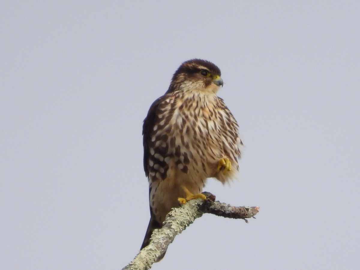 Merlin - ML504371171