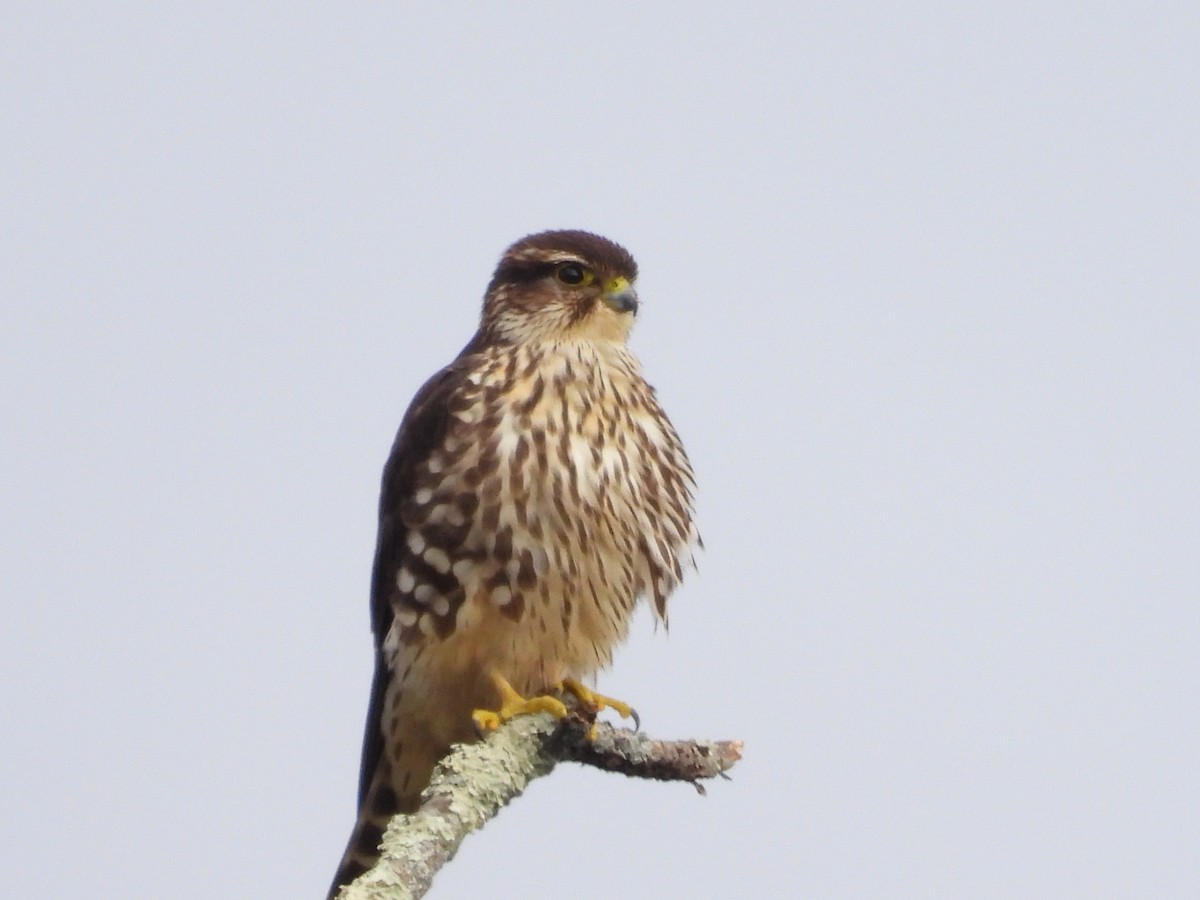 Merlin - ML504371181