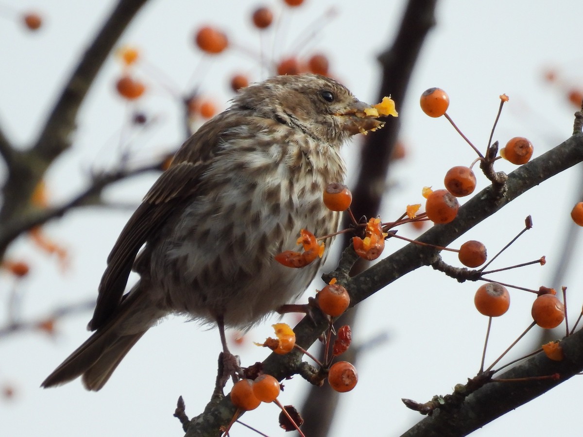 Purple Finch - ML504371241