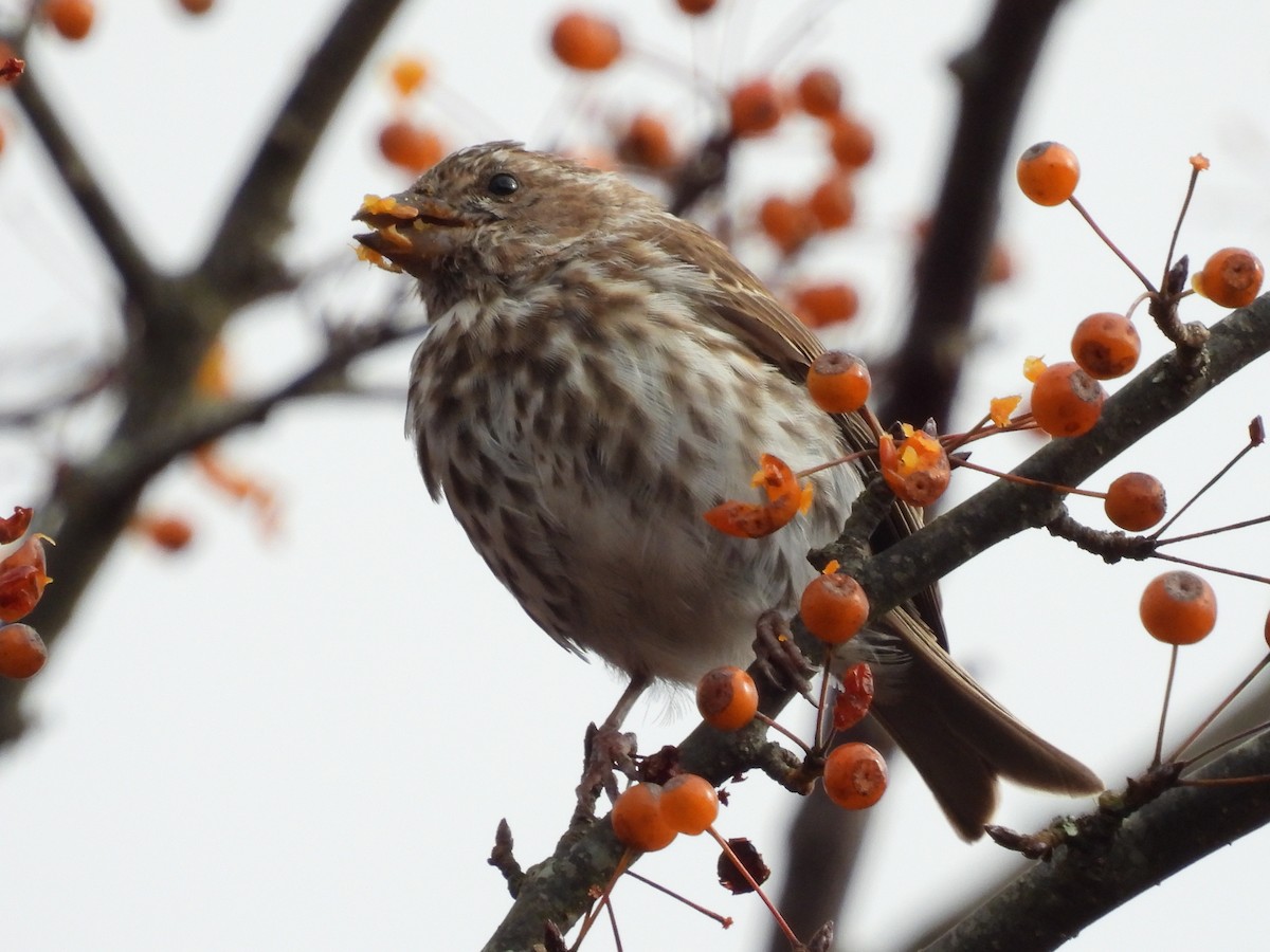 Purple Finch - ML504371251