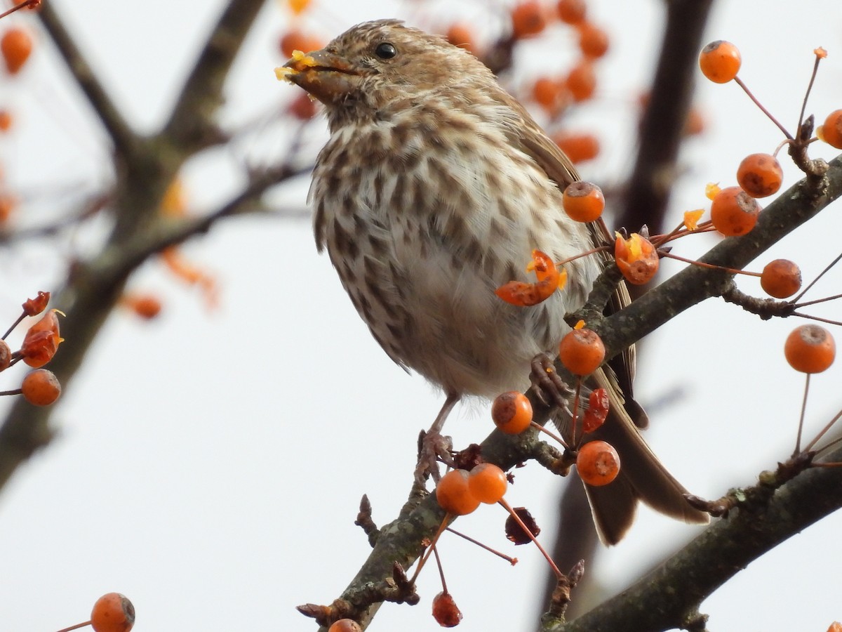 Purple Finch - ML504371261