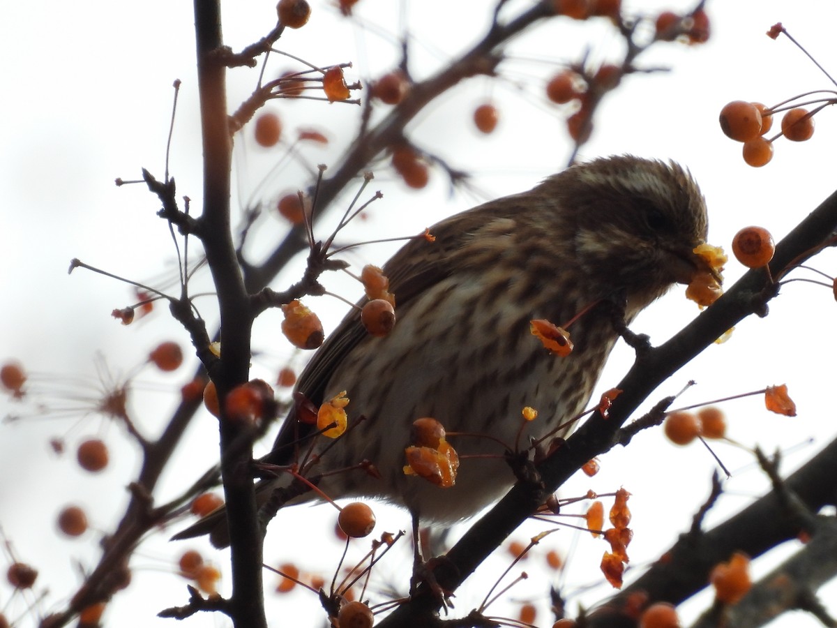 Purple Finch - ML504371271