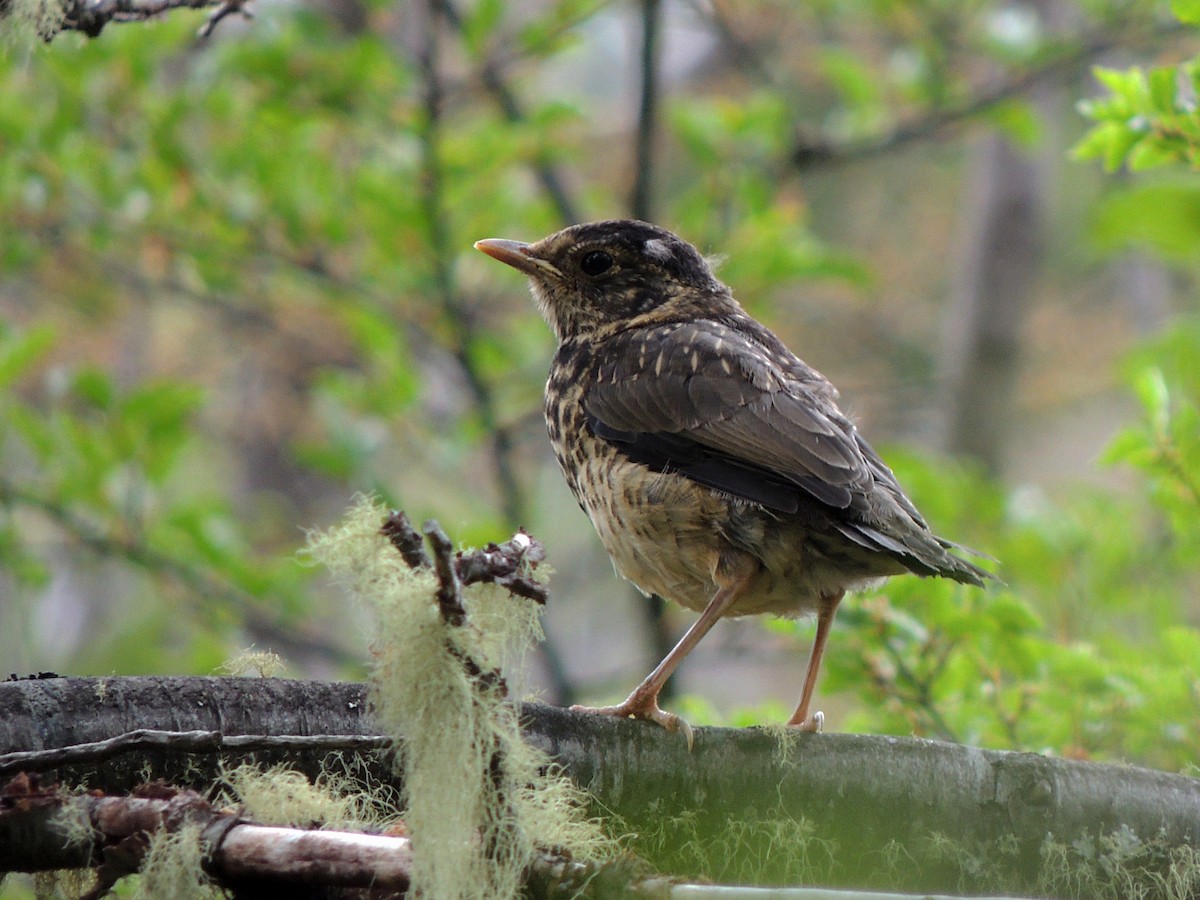 Austral Thrush - ML504374151