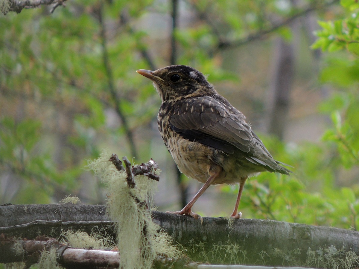 Austral Thrush - ML504374161