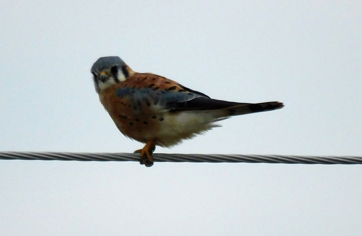 American Kestrel - Kathy Rhodes