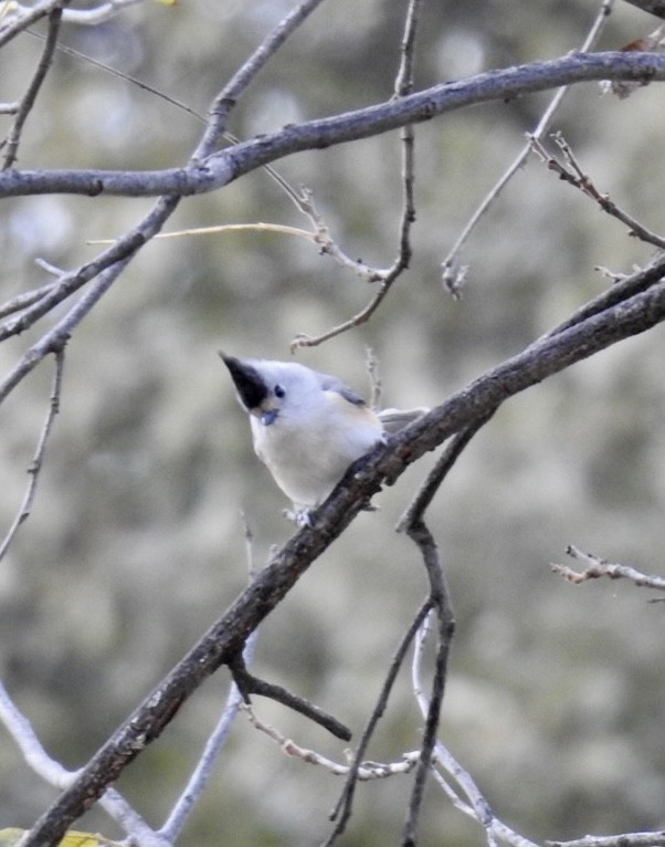 Black-crested Titmouse - ML504378291