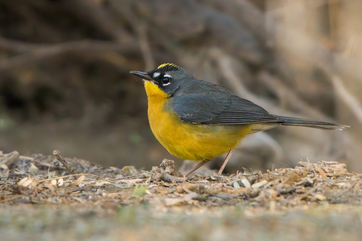 Fan-tailed Warbler - ML504379401