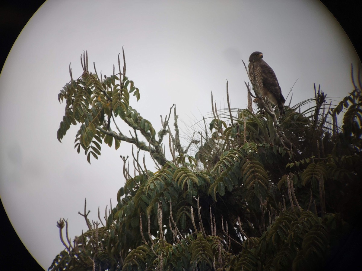 Roadside Hawk - ML504379951