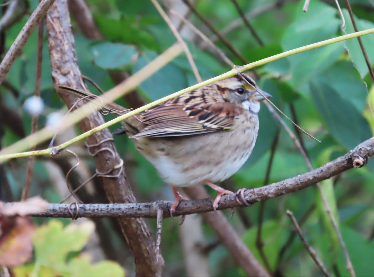 White-throated Sparrow - ML504380131