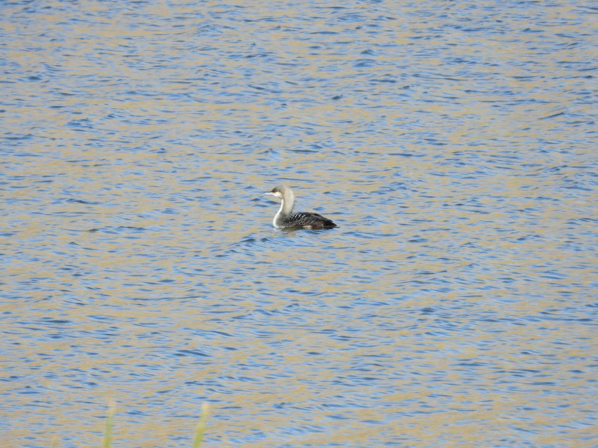 Pacific Loon - ML504381081