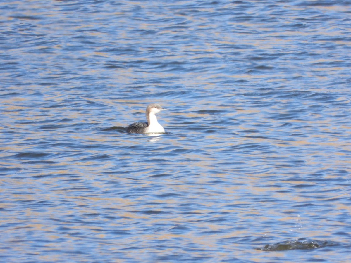 Pacific Loon - ML504381091