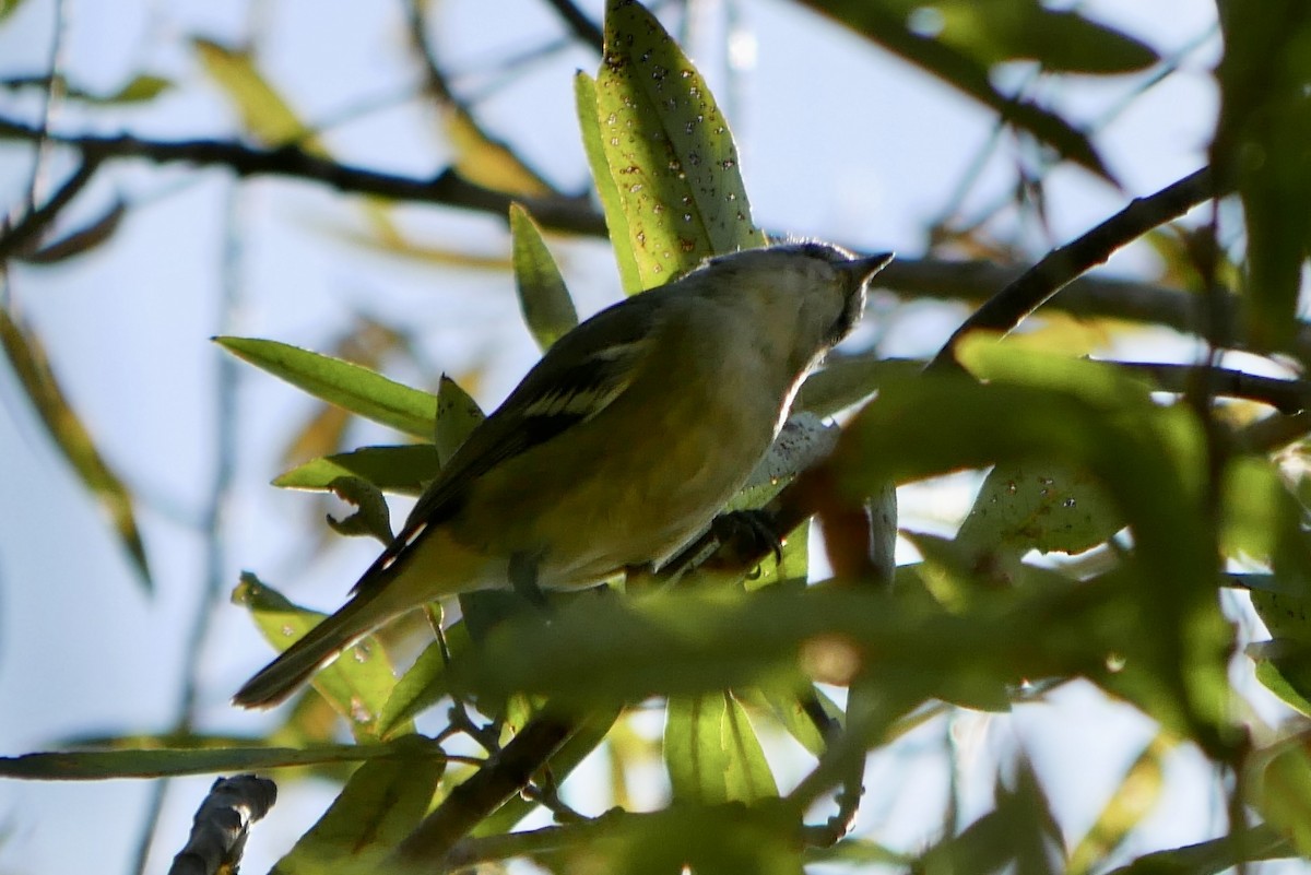 Cassin's Vireo - ML504381381