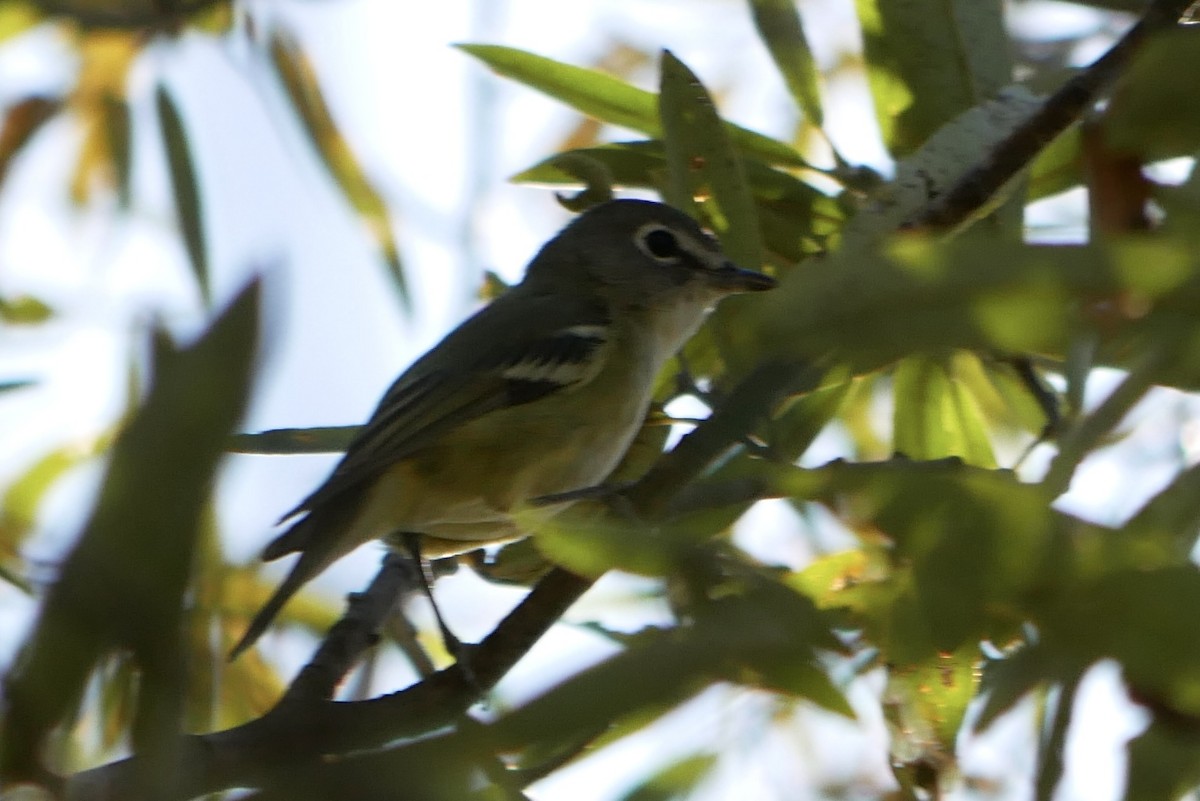 Cassin's Vireo - ML504381391