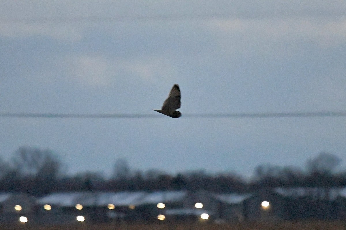 Short-eared Owl - Joel Trick