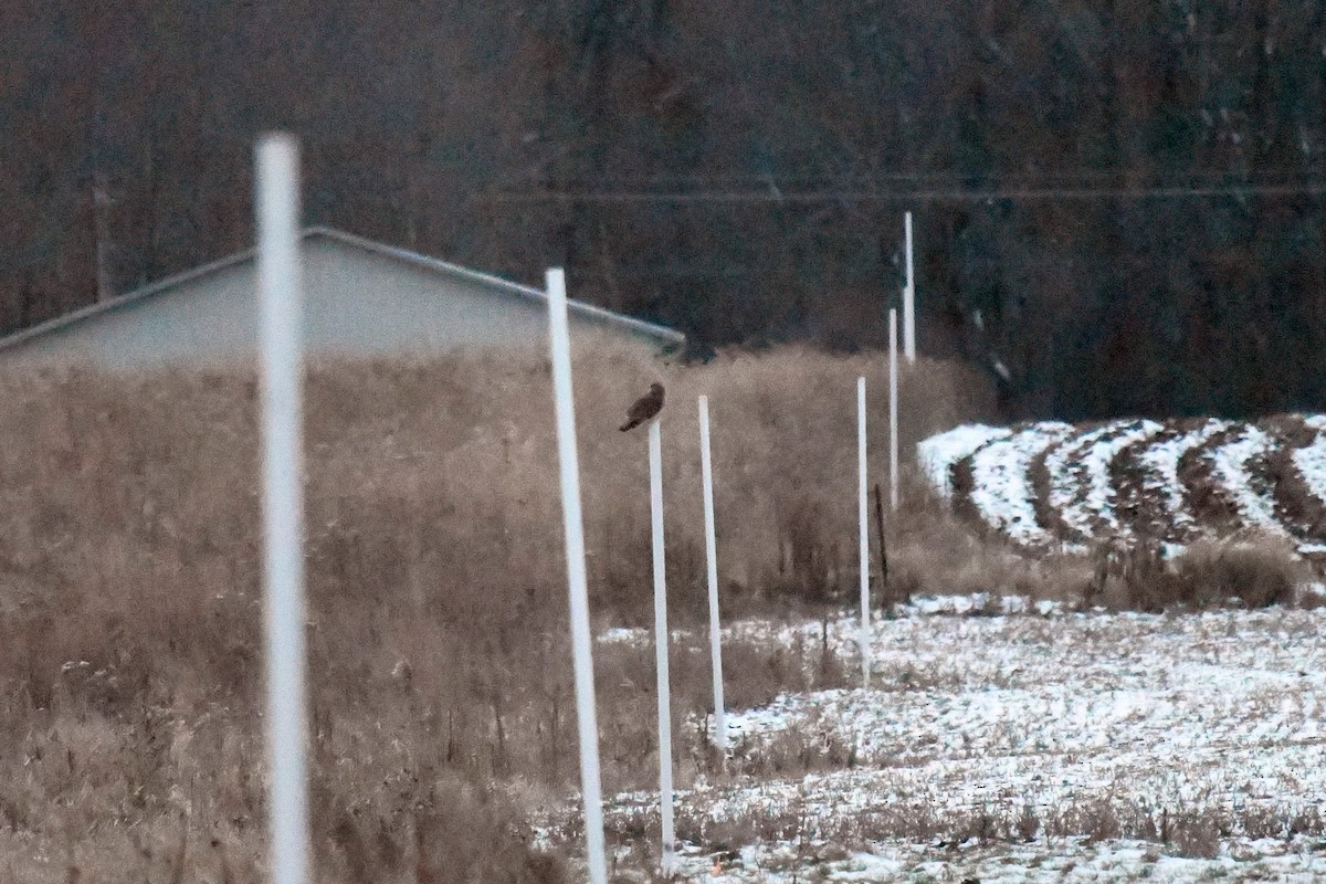 Short-eared Owl - ML504381451